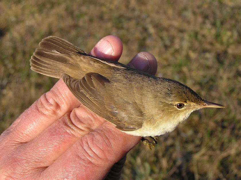European Reed Warbler, Sundre 20080604